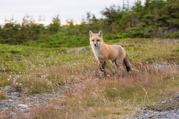 Red Fox