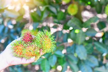 Hand Holding a Bunch of Red Rambutan From Rambutan Tree