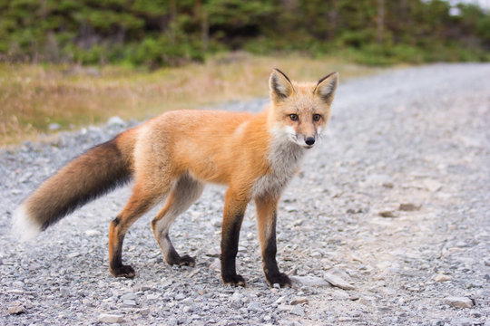 Foxx Images – Browse 36 Stock Photos, Vectors, and Video | Adobe Stock