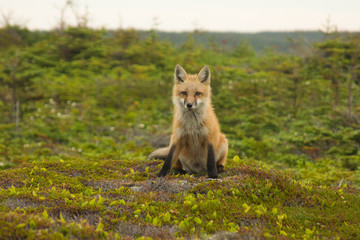 Red Fox