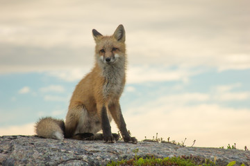 Red Fox