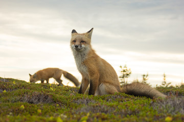 Red Fox