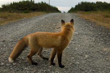 Red Fox