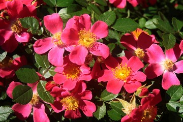 red,small flowers of rose bush close up