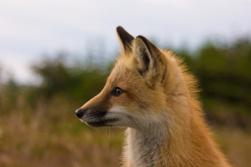 Red Fox