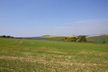 Wolds wheat crops