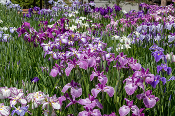 Naklejka premium Irises in Horikiri iris garden / Horikiri iris garden is a garden free of admission fee located in Katsushika Ward, Tokyo, Japan