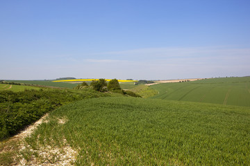 upland wheat crops