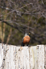 Bird on a wooden fence