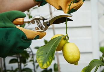Gardener picking ripe yellow lemons off a tree