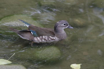 Mallard duck on the water