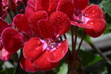 pretty flowers of geranium potted plant close up