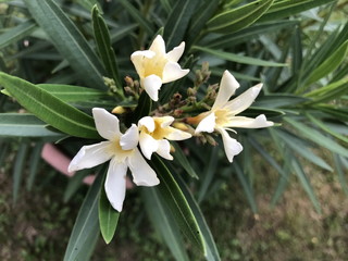 White oleander.