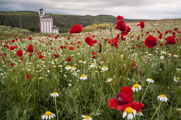 Green field of poppies and chamomile. Wild nature landscape. Segovia, Spain