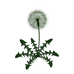 Naklejka premium Dandelion flower icon