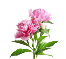 Beautiful fragrant peony flowers on white background