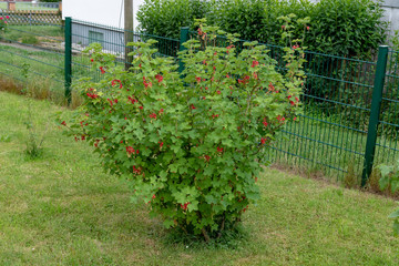 Small currant bush with red currant berries in the garden in summer