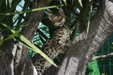 Gato bengali © samuelhuelin