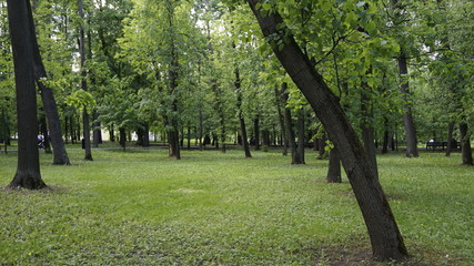Green Nature in Moscow