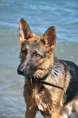 German Shepherd swimming in the ocean. Big dog playing at the coast. Seascape. Wet pet near the sea