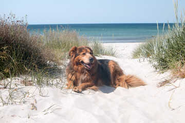 Hund im Urlaub liegt in den Dünen am Meer auf der Insel Hiddensee im Sommer