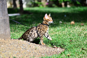Gato bengali