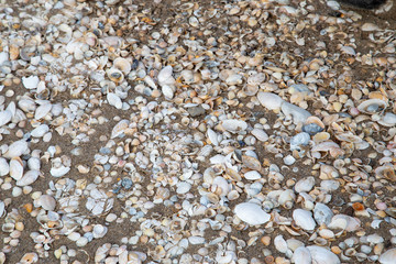 vuiele Muscheln am Strand