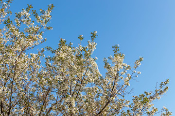 山桜