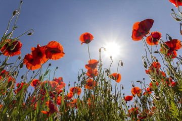 Naklejka premium Low angle view of wonderful bright fully blooming red poppies and buds on high green stems lit by summer sun against bright blue sky. Beauty and tenderness of nature concept.