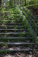 Stairway in nature