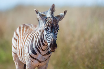 Juvenile Plains Zebra (Equus quagga)