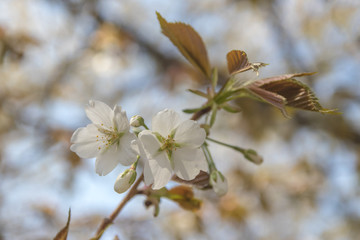 山桜