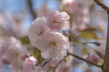 八重桜