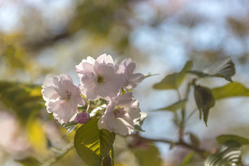 八重桜