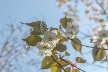 山桜