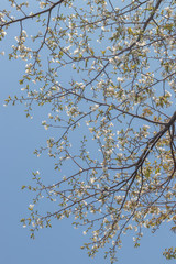 山桜