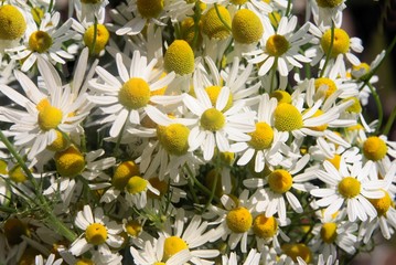 chamomile herb with white flowers close up