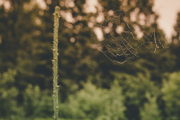 Spiderweb on Spruce