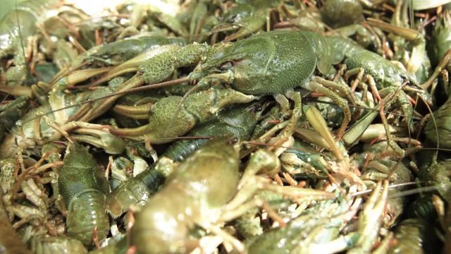 a lot of green live crayfish close-up.