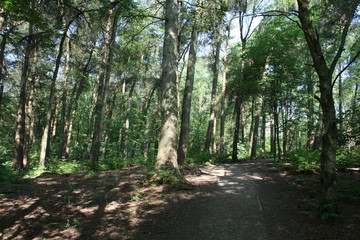Alderley Edge Woods, Cheshire
