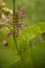 Close View of Monarch Caterpillar