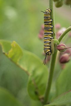 Monarch Caterpillar Close Up