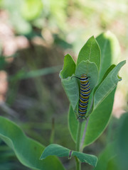 Monarch Caterpillar Eating Milkweed