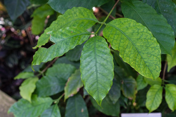 coffea arabica rubiaceae plant with green leaves