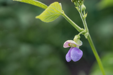 Garden Bean Flower