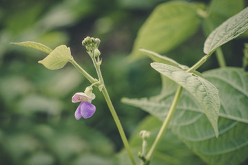 Flowering Bean Plant