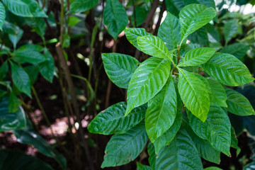 vibrant green leaves of breaking root, wild coffee, psychotria nervosa rubiaceae