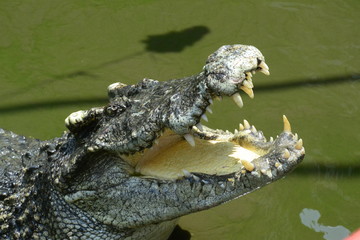 close up of salt water crocodile.