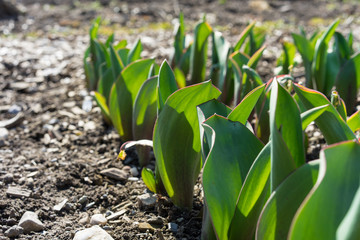 Young seedling growing in flower field