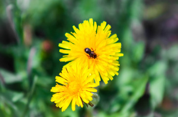 Insect on dandelion in spring, Insect on flower